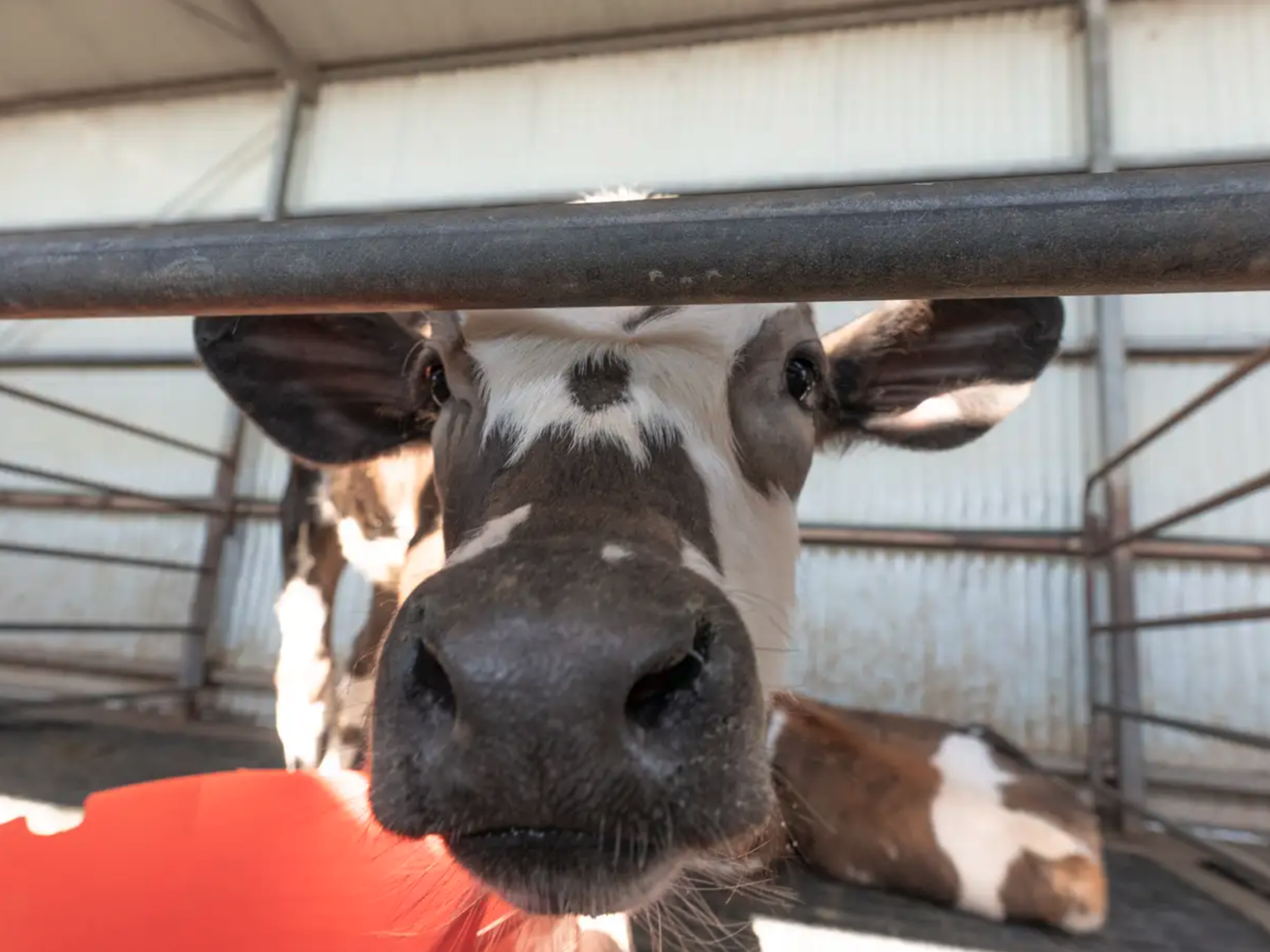 Close up of a cow in a dairy poking its nose through a gate