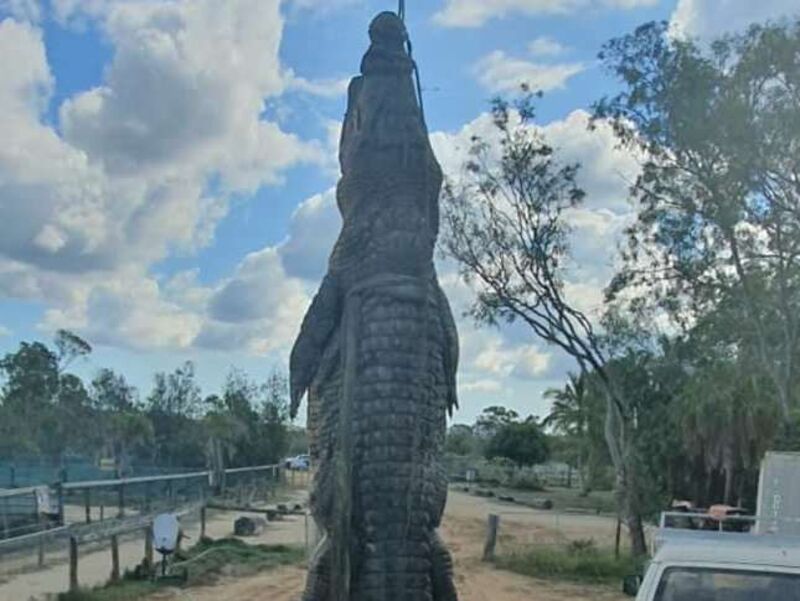 Croc farm to scale up its operation at Gordonvale near Cairns