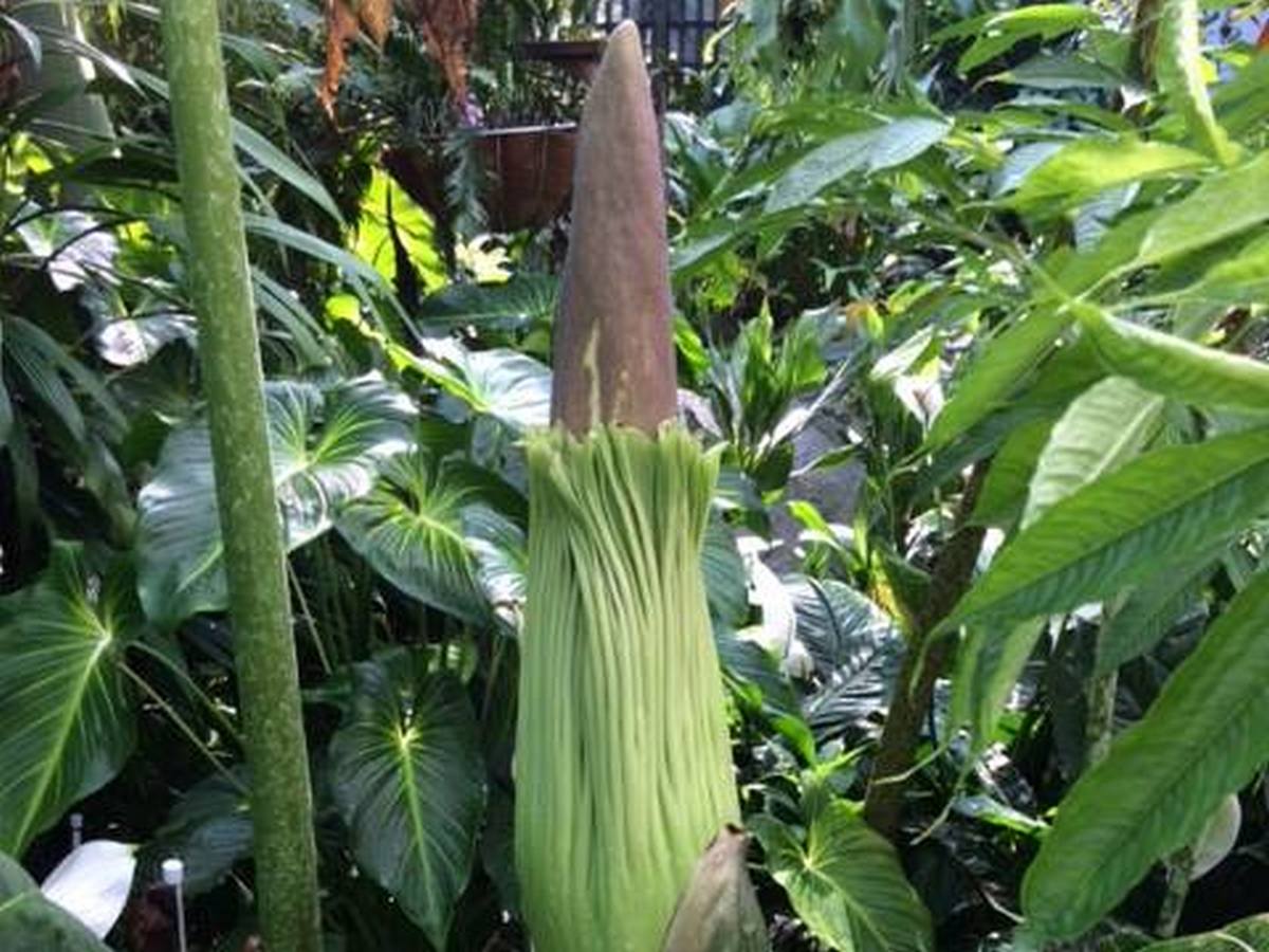 Cairns’ newest stinky corpse lily is set to bloom