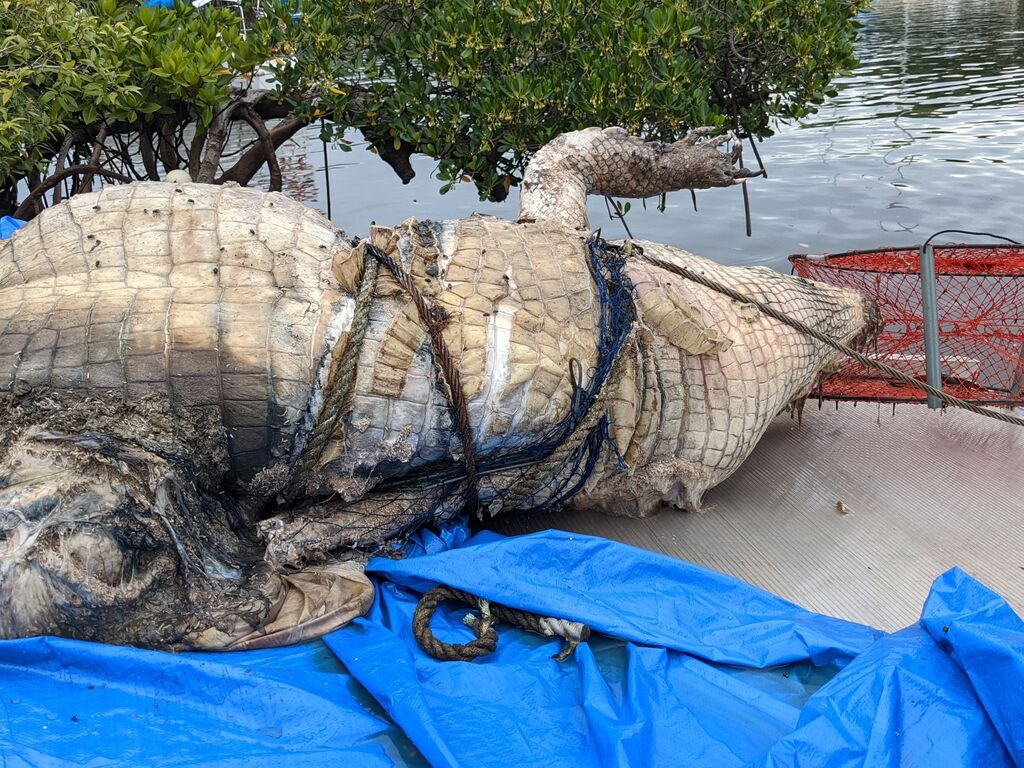 Port Douglas mourns 'King of the Inlet' crocodile