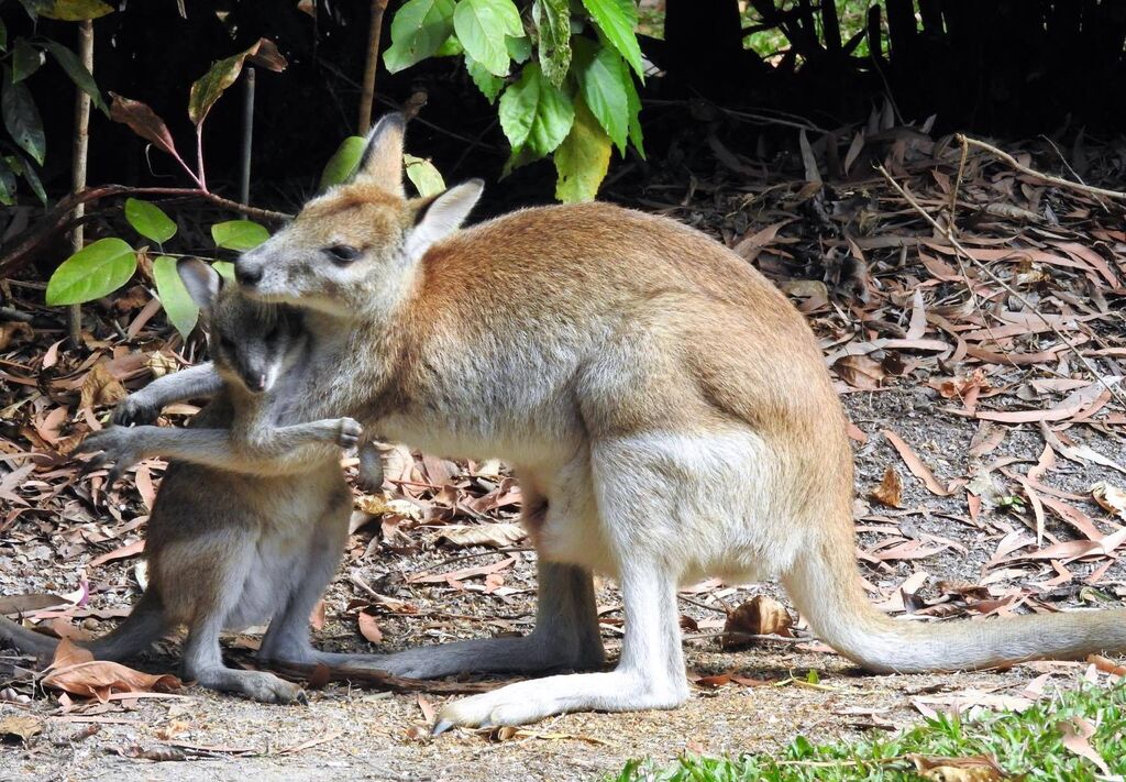 Cairns wallaby relocation on track to begin next month